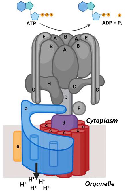 Mutations in V-ATPase proton pump implicated in epilepsy syndrome | Lab ...