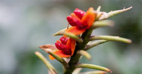 A close up of a flower with a blurry background photo – Flower Image on Unsplash