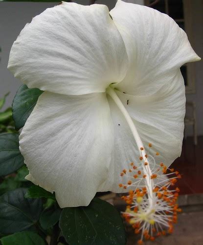 Bunga Sepatu Putih | amelia2705 | Flickr