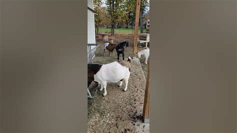 Headbutting Goats - Funny Animals - 🐐🐐 #Shorts #Goats #funnyanimals - YouTube