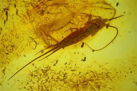 Detailed Fossil Bristletail (Archaeognatha) In Baltic Amber For Sale (#173640) - FossilEra.com