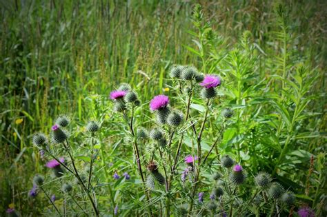 HappiLeeRVing: Wildflowers of Canada