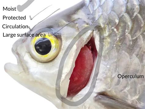 SOLVED:Under what conditions might it be advantageous for a fish to have lungs as well as gills ...