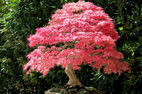 un bonsai en primavera | acer bonsai en primavera | Flickr