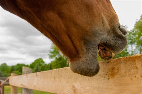 Alternatives to Cribbing Collars