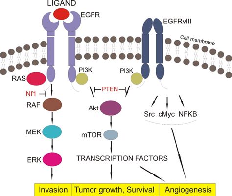 EGFR signaling pathway (EGFR-epithelial growth factor receptor,... | Download Scientific Diagram