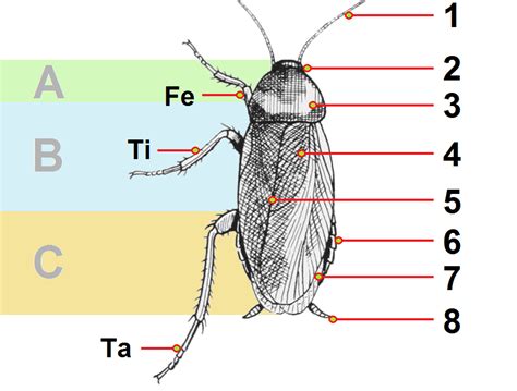 Periplaneta americana anatomy | Desatascos Madrid 24H