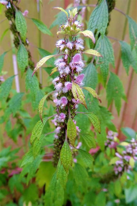 How to Grow and Use Motherwort | Gardener’s Path