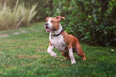 American Staffordshire Terrier Facts to Better Understand Your Pup | LoveToKnow Pets