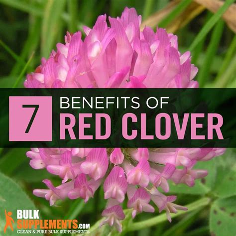 Red Clover Extract: Benefits, Side Effects & Dosage