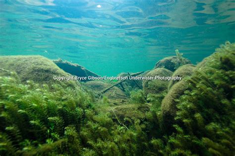 Hydrilla | Engbretson Underwater Photography