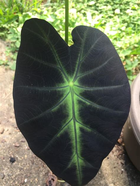 Plant database entry for Imperial Taro (Colocasia esculenta 'Black Beauty') with 12 images, one ...