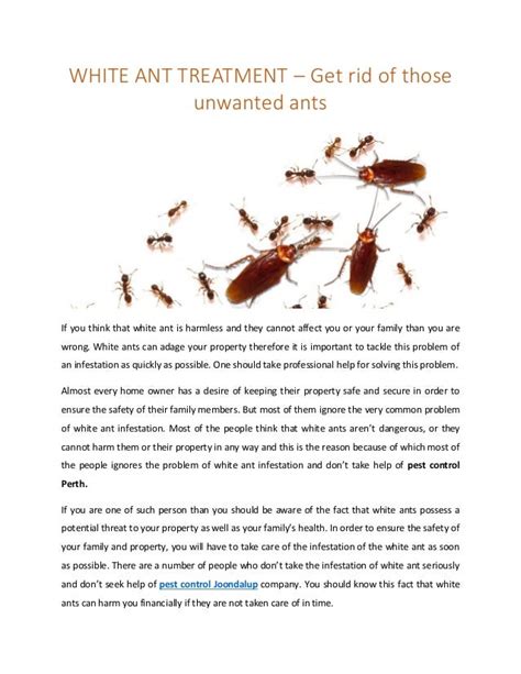 White ant treatment_–_get_rid_of_those_unwanted_ants