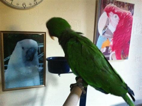 Feeding my Parrot