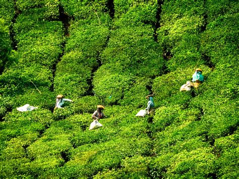 Kerala Tea Plantations - Munnar, IndiaSoma Images