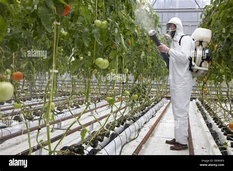 Applying plant protection products, soiless culture of tomatoes on ...