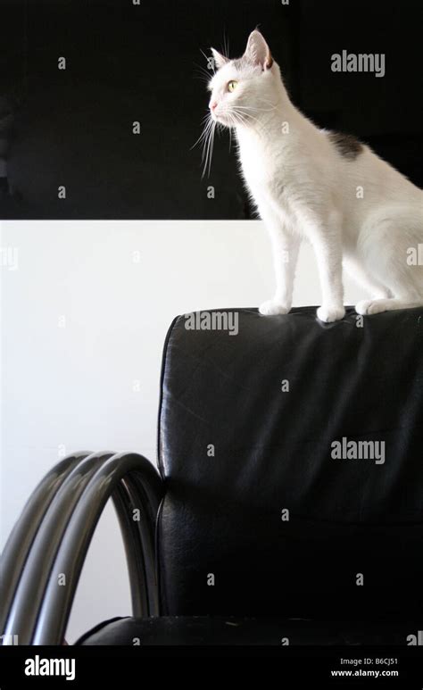 Cat sitting on chair Stock Photo - Alamy