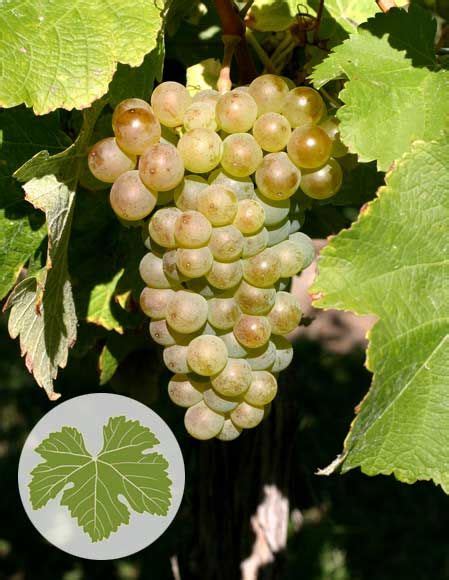 Sauvignon blanc grapes White Wine Grapes, Wine Discount, Wine Deals ...