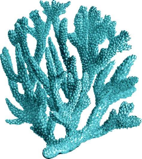 Ocean clipart coral reef ecosystem, Picture #1768843 ocean clipart ...