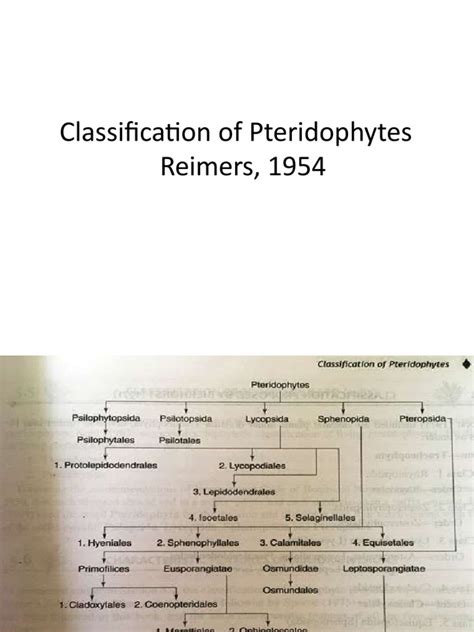 Pteridophytes Morphology | Download Free PDF | Spore | Fern