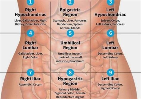 birleşme kapı aynası zarf epigastric region contains what organs ...