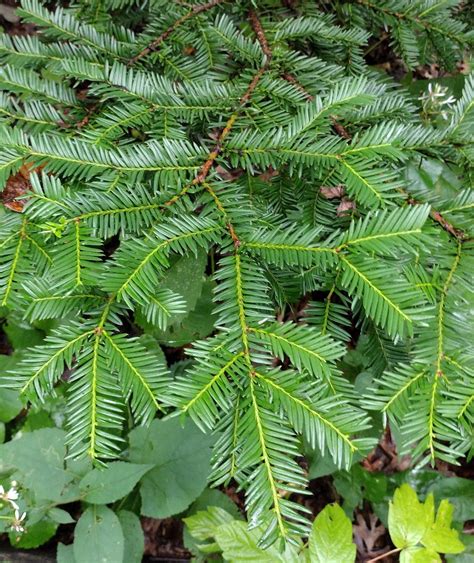 Taxus canadensis - Trees and Shrubs Online