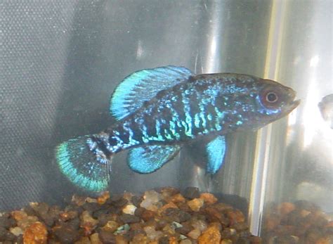 Jonah's Aquarium... Elassoma gilberti, Gulf Coast Pygmy Sunfish, 06, Wakulla basin, Gerald Pottern