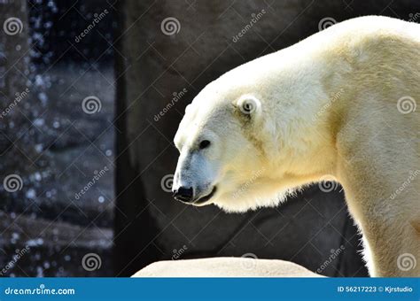 White polar bear stock image. Image of furry, cute, large - 56217223