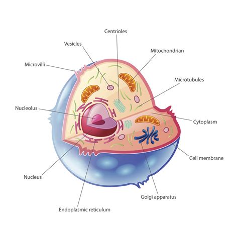 A Quick Guide to the Structure and Functions of the Animal Cell