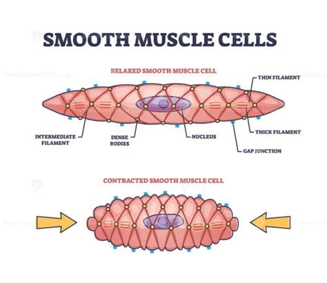 Smooth muscle cells anatomical structure description outline diagram - VectorMine