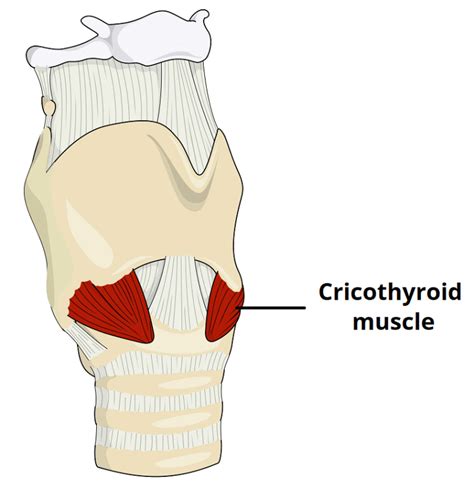 Cricothyroid - Larynx - Actions - TeachMeAnatomy