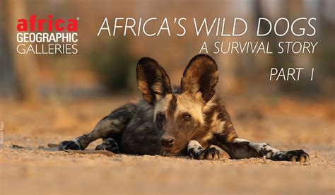 Africa's Wild Dogs - A Survival Story - Africa Geographic