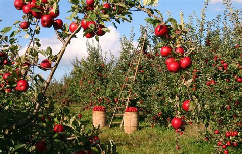 Apples - Autumn Pleasures and Treasures