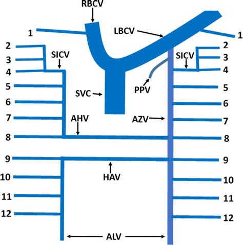 Azygos Vein