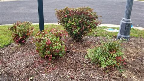 How to prune nandina - YouTube