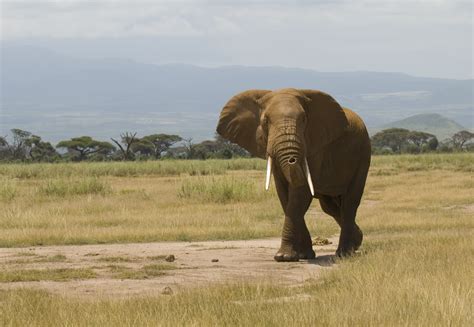 File:Loxodonta africana -Amboseli National Park, Kenya-8.jpg - Wikimedia Commons