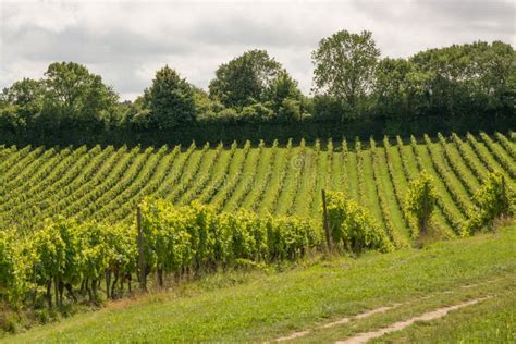 Vineyard at Dorking in Surrey, England Stock Image - Image of nature, vines: 100800727