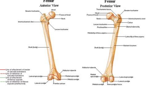 Anterior and posterior view of the femur with attachment markings | Leg ...