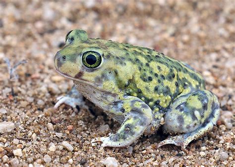 Scaphiophus couchii, Couch's Spadefoot Toad,Coronado National Forest, Cochise County, Arizona ...