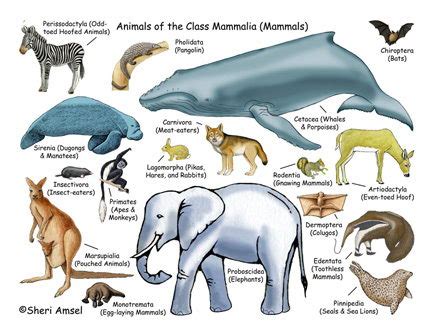 Different Kinds of Animals: Mammals