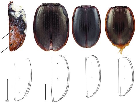 Fossil of right elytron of A. balli sp. n. and elytra of three species... | Download Scientific ...