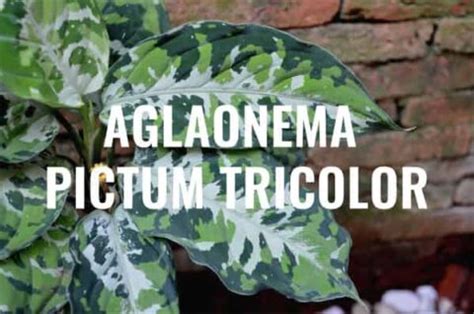 Aglaonema Pictum Tricolor Care Guide | Camouflage plant