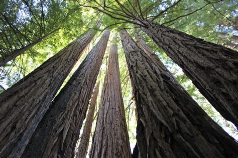 Big Basin Redwoods State Park | Bay area road trip, Big basin redwoods ...