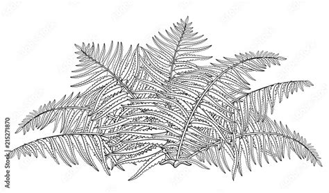 Vector drawing of outline fossil forest plant Fern with fronds in black ...