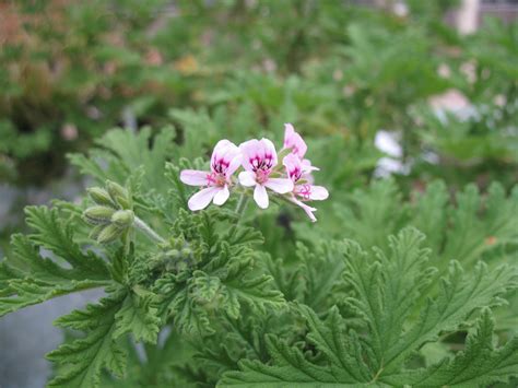 Online Plant Guide - Pelargonium radens 'Citrosa' / Spicy Geranium 'Citronella'