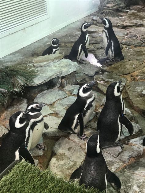 Penguin Encounter at SeaWorld Orlando: Behind the Scenes Tour