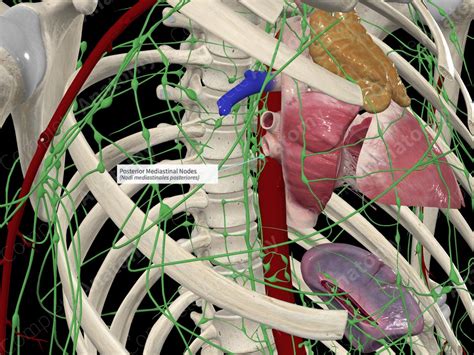 Posterior Mediastinal Nodes | Complete Anatomy