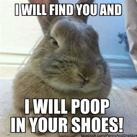 48 Very Funny Bunnies Meme Pictures Of All The Time