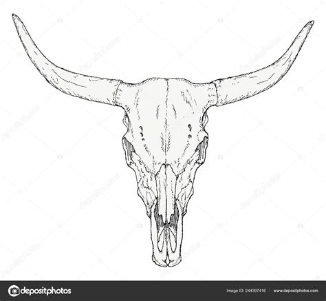 Bull Skull Long Horns Stock Vector Image by ©BlackLava36 #244397416