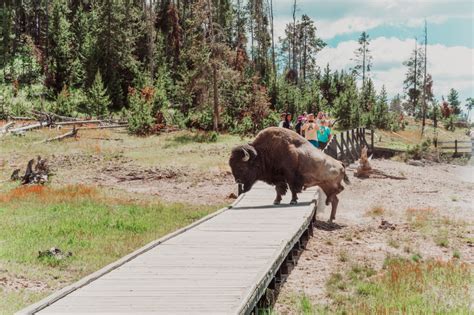 Brutal Footage Shows Tourist Gored In Yellowstone Bison Attack